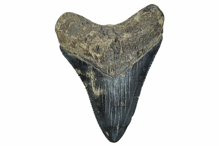 Serrated, Juvenile Megalodon Tooth - Georgia #339893